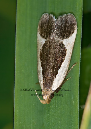 Dichomeris flavocostella 6010135z