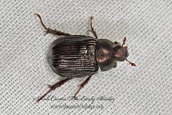 Anomala orientalis  ORIENTAL BEETLE 9066290z