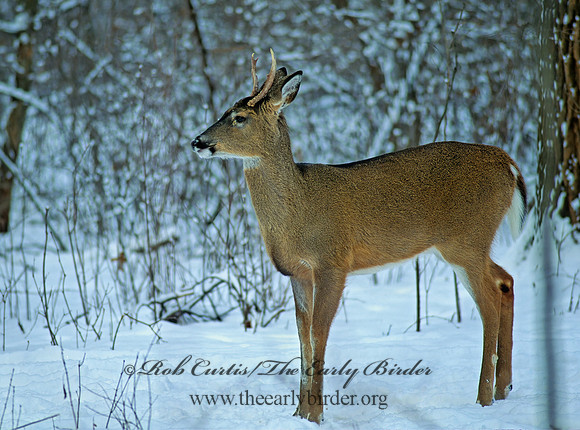 Odocoileus virginianus  WHITE-TAILED DEER 64411z