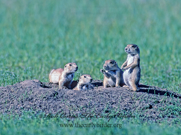 Cynomys ludovicianus  BLACK-TAILED PRAIRIE DOG 134335.1z