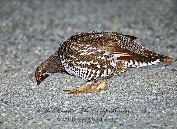 Dendragapus canadensis  SPRUCE GROUSE 216919+