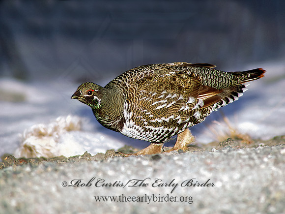 Dendragapus canadensis  SPRUCE GROUSE 216920-1+