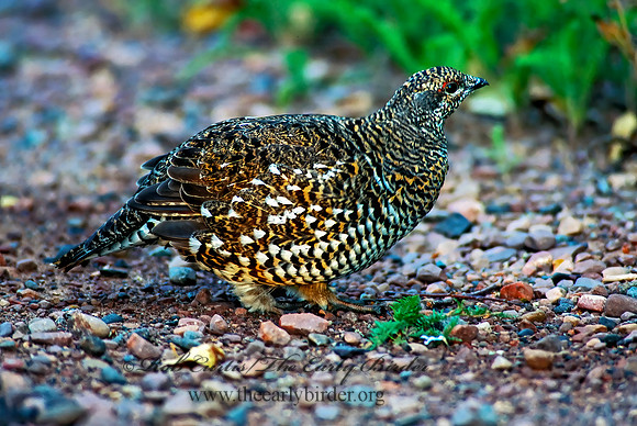Dendragapus canadensis  SPRUCE GROUSE 212428-1+