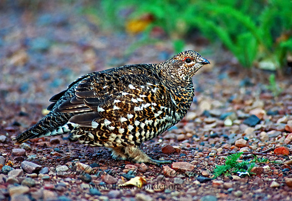 Dendragapus canadensis  SPRUCE GROUSE 212427+