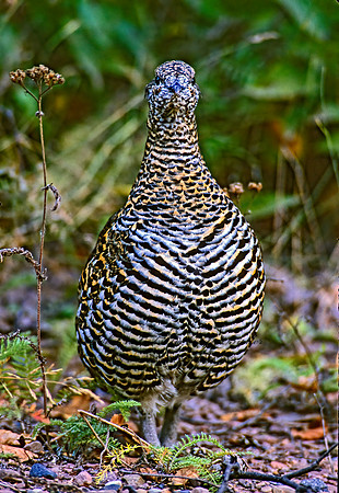Dendragapus canadensis  SPRUCE GROUSE 212510+