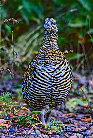 Dendragapus canadensis  SPRUCE GROUSE 212511+