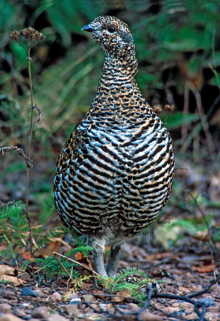 Dendragapus canadensis  SPRUCE GROUSE 212505-1+