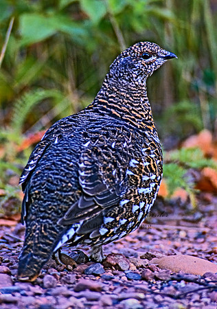 Dendragapus canadensis  SPRUCE GROUSE 212523+