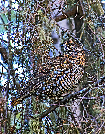 Dendragapus canadensis  SPRUCE GROUSE 209836+