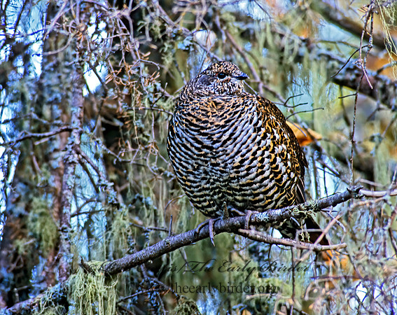 Dendragapus canadensis  SPRUCE GROUSE 212421+