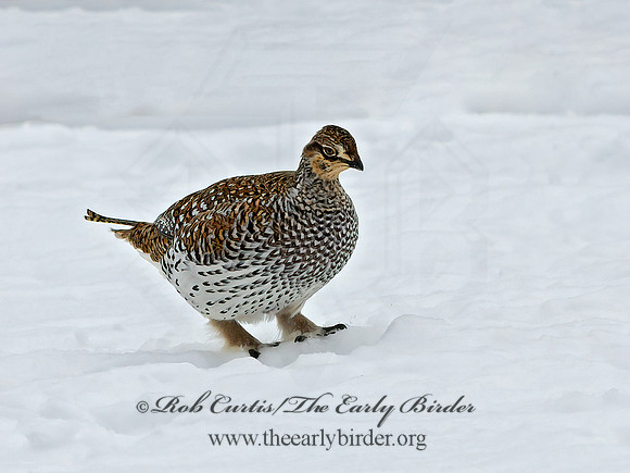 Tympanuchus phasianellus  SHARP-TAILED GROUSE 3017538+