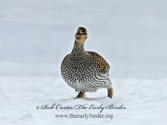 Tympanuchus phasianellus  SHARP-TAILED GROUSE 3017538+