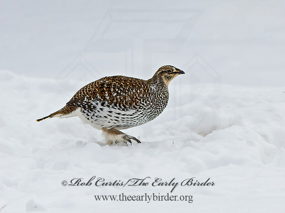 Tympanuchus phasianellus  SHARP-TAILED GROUSE 3017538+