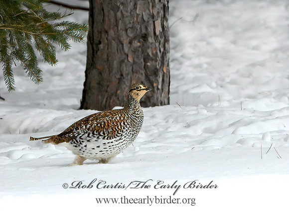 Tympanuchus phasianellus  SHARP-TAILED GROUSE 3017538+