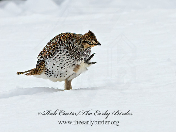 Tympanuchus phasianellus  SHARP-TAILED GROUSE 3017538+