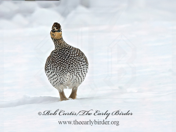 Tympanuchus phasianellus  SHARP-TAILED GROUSE 3017538+