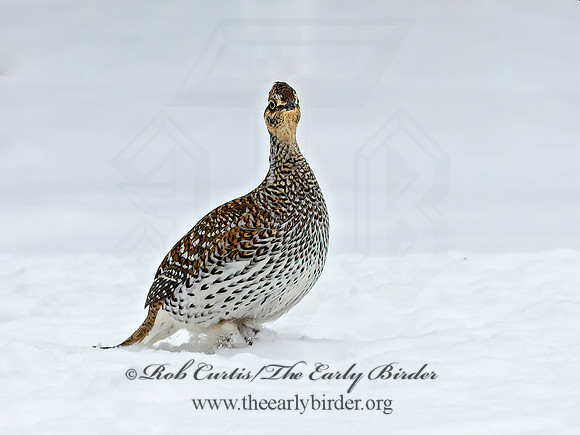 Tympanuchus phasianellus  SHARP-TAILED GROUSE 3017538+