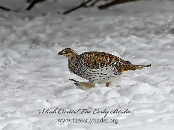 Tympanuchus phasianellus  SHARP-TAILED GROUSE 3017538+