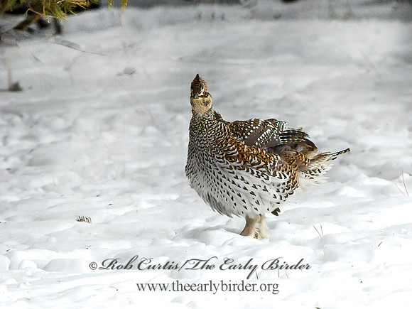 Tympanuchus phasianellus  SHARP-TAILED GROUSE 3017538+