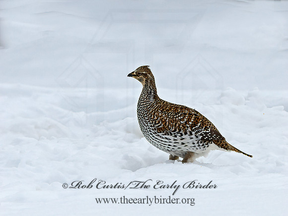 Tympanuchus phasianellus  SHARP-TAILED GROUSE 3017538+