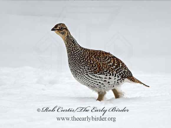 Tympanuchus phasianellus  SHARP-TAILED GROUSE 3017538+