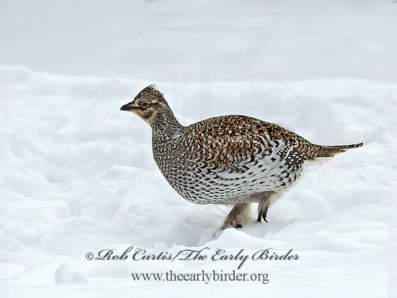 Tympanuchus phasianellus  SHARP-TAILED GROUSE 3017538+