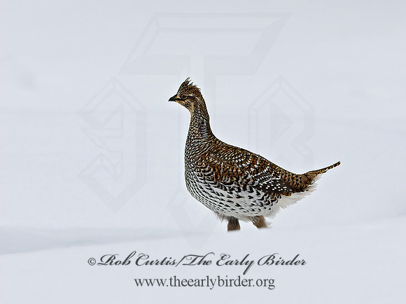 Tympanuchus phasianellus  SHARP-TAILED GROUSE 3017538+