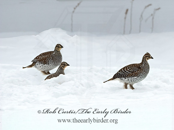 Tympanuchus phasianellus  SHARP-TAILED GROUSE 3017538+