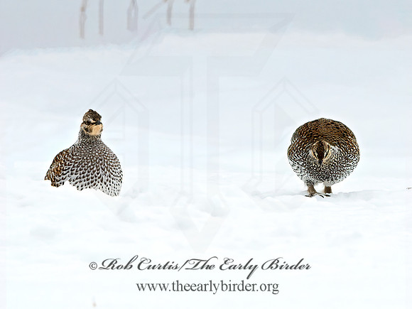 Tympanuchus phasianellus  SHARP-TAILED GROUSE 3017538+