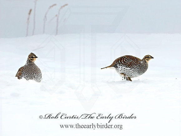 Tympanuchus phasianellus  SHARP-TAILED GROUSE 3017538+