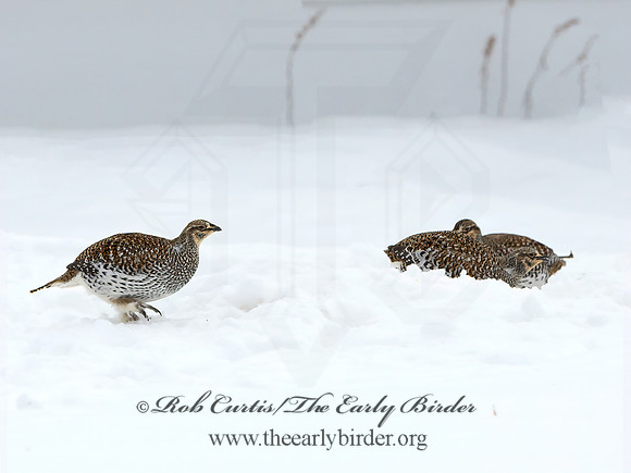 Tympanuchus phasianellus  SHARP-TAILED GROUSE 3017538+