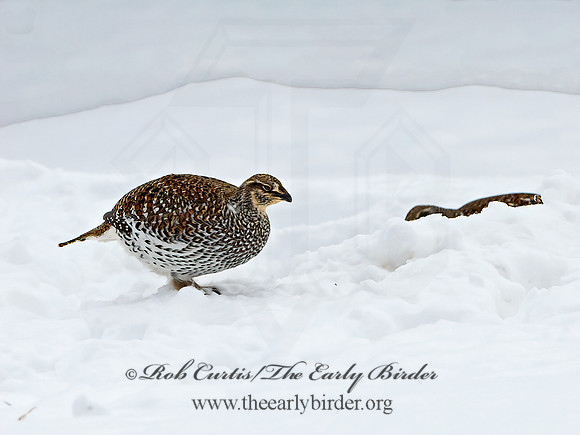 Tympanuchus phasianellus  SHARP-TAILED GROUSE 3017538+