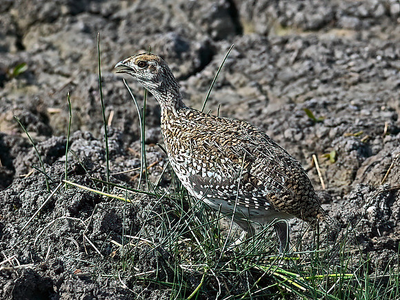 Tympanuchus phasianellus  SHARP-TAILED GROUSE 6036699-2+
