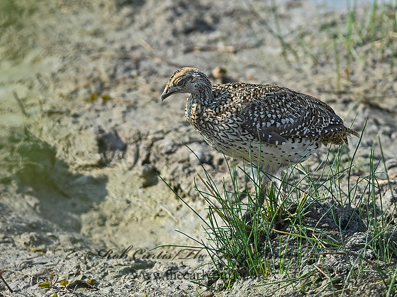Tympanuchus phasianellus  SHARP-TAILED GROUSE 6036708-2+