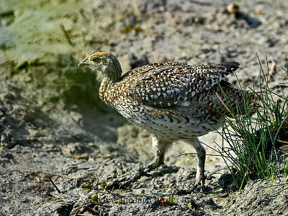 Tympanuchus phasianellus  SHARP-TAILED GROUSE 6036709-2+