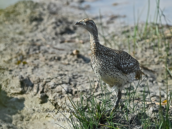 Tympanuchus phasianellus  SHARP-TAILED GROUSE 6036703-2+