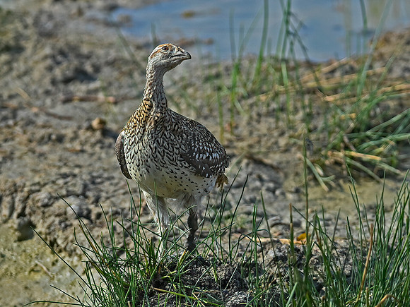 Tympanuchus phasianellus  SHARP-TAILED GROUSE 6036704-2+