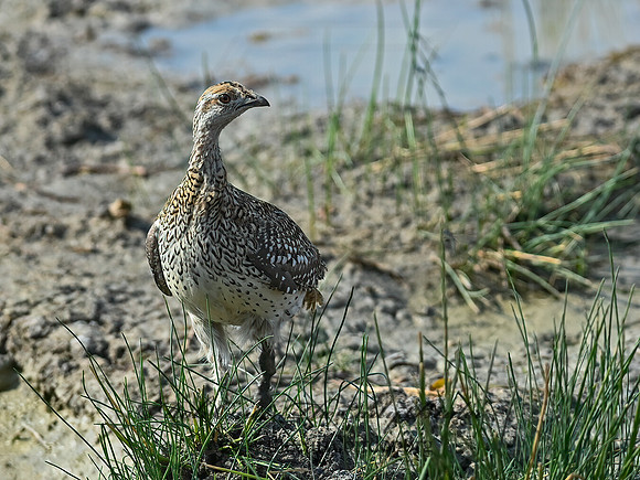 Tympanuchus phasianellus  SHARP-TAILED GROUSE 6036705-2+