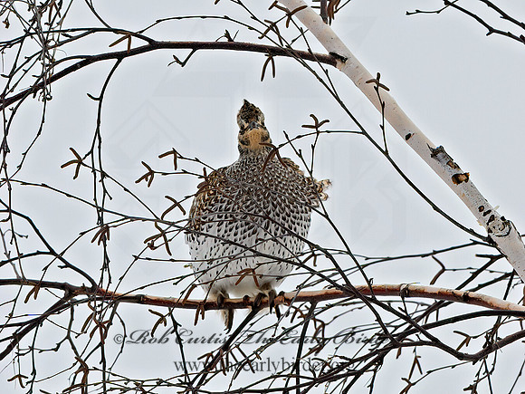 Typanuchus phasianellus  SHARP-TAILED GROUSE 3017616+