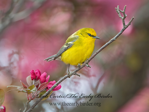 Vermivora cyanoptera  BLUE-WINGED WARBLER 9030115z