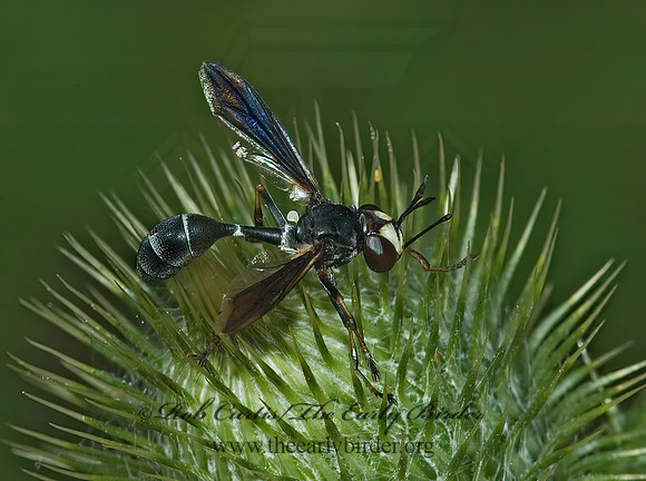 Physocephala tibialis  THICK-HEADED FLY 5012607z