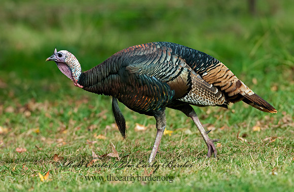 Meleagris gallopavo  WILD TURKEY 7017775+
