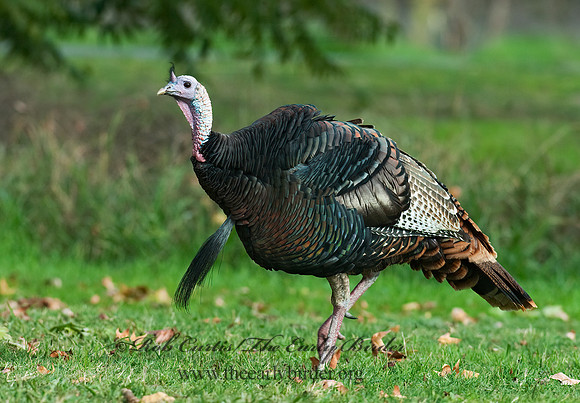 Meleagris gallopavo  WILD TURKEY 7017780+
