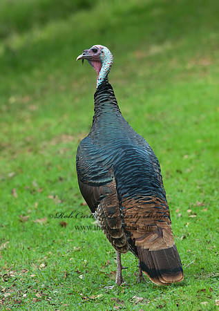 Meleagris gallopavo  WILD TURKEY 7017770+