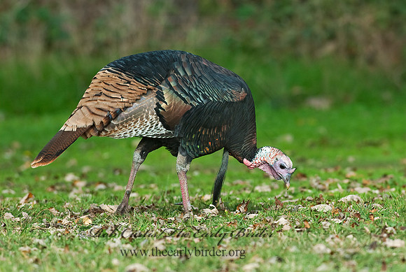 Meleagris gallopavo  WILD TURKEY 7017778+
