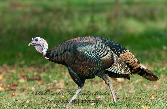 Meleagris gallopavo  WILD TURKEY 7017776+