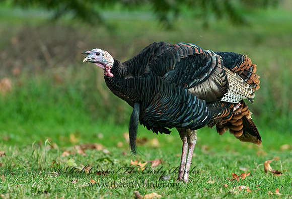 Meleagris gallopavo  WILD TURKEY 7017781+