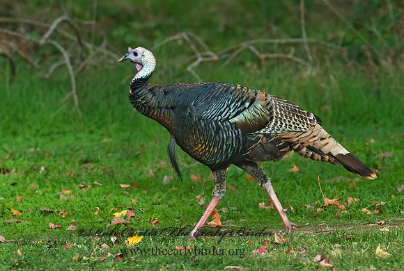 Meleagris gallopavo  WILD TURKEY 7017782+