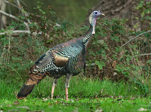 Meleagris gallopavo  WILD TURKEY 7017784+