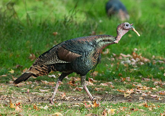 Meleagris gallopavo  WILD TURKEY 7017789+